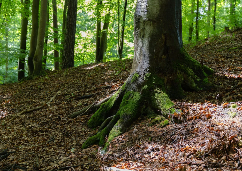 Zdjęcie przedstawia Huzarskie Manowce w Gdańsku - to zdjęcie przedstawia obszar pod wycinkę, podpisz petycję. Zdjęcie autorstwa Ewy Wołkanowskiej-Kołodziej