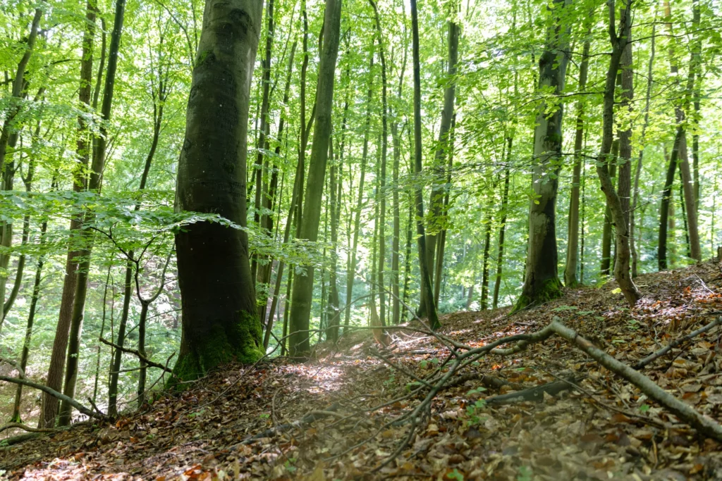 Zdjęcie przedstawia Huzarskie Manowce w Gdańsku - to zdjęcie przedstawia obszar pod wycinkę, podpisz petycję. Zdjęcie autorstwa Ewy Wołkanowskiej-Kołodziej