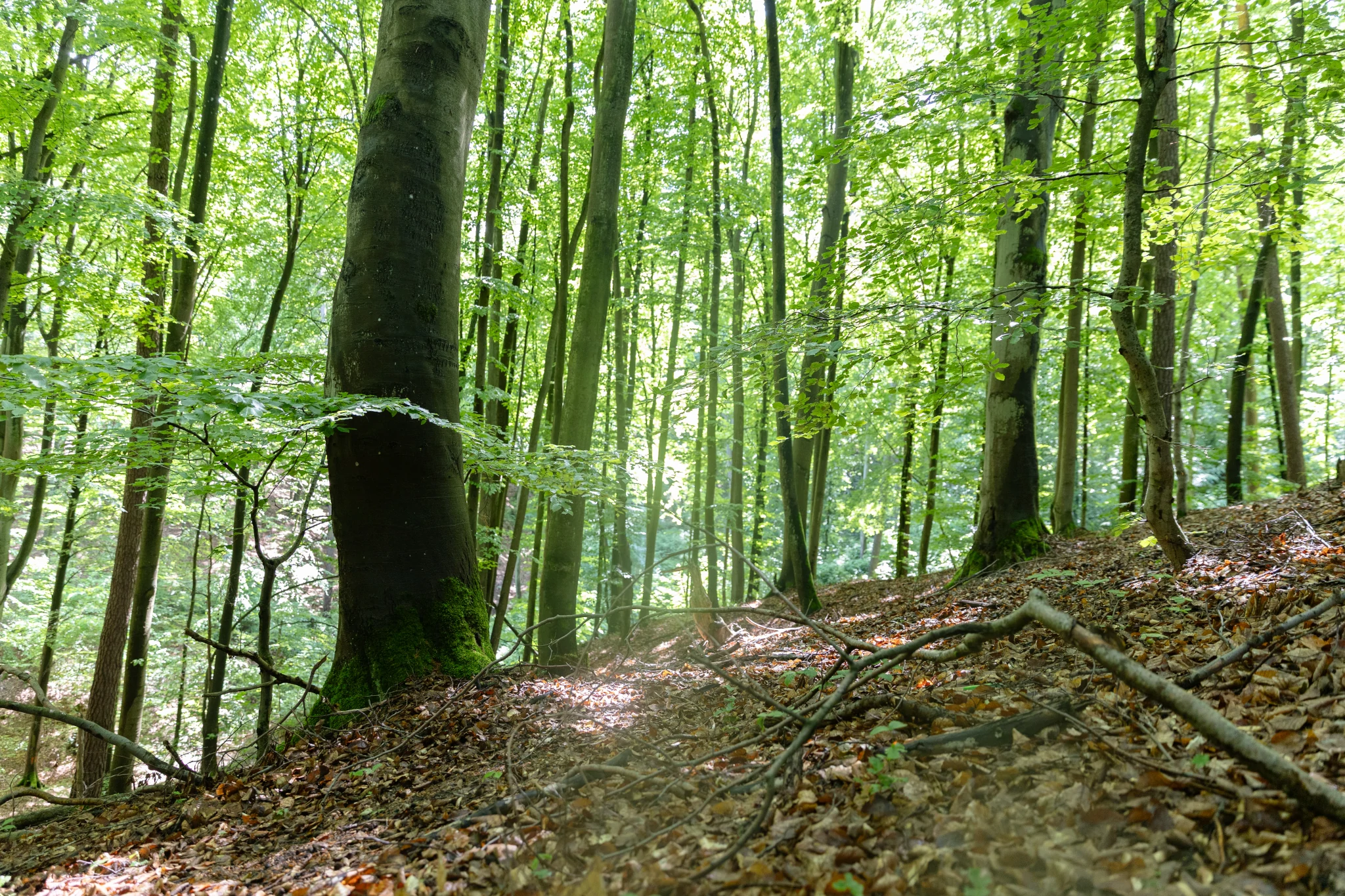 Zdjęcie przedstawia Huzarskie Manowce w Gdańsku - to zdjęcie przedstawia obszar pod wycinkę, podpisz petycję. Zdjęcie autorstwa Ewy Wołkanowskiej-Kołodziej
