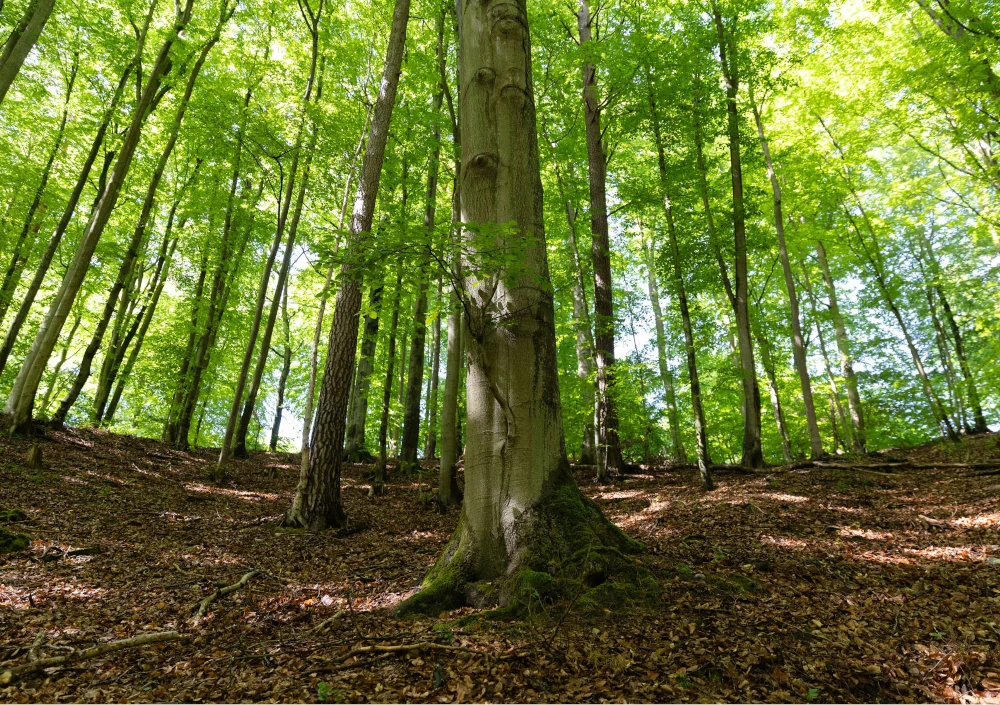 Zdjęcie przedstawia Huzarskie Manowce w Gdańsku - to zdjęcie przedstawia obszar pod wycinkę, podpisz petycję. Zdjęcie autorstwa Ewy Wołkanowskiej-Kołodziej