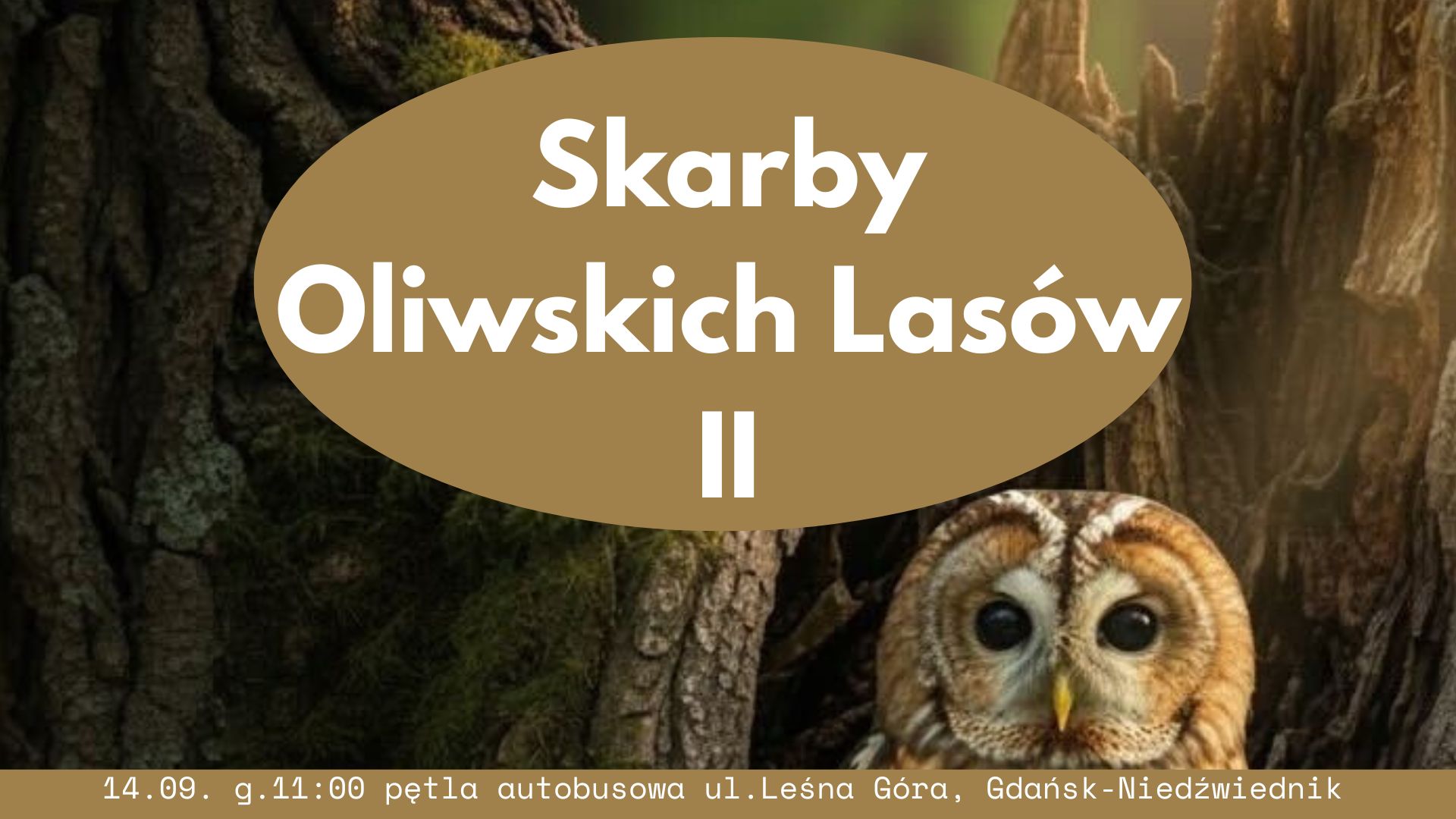Zaproszenie na spacer: Skarby Lasów Oliwskich 2, Plakat przedstawia drzewo i sowę, informacje w opisie poniżej