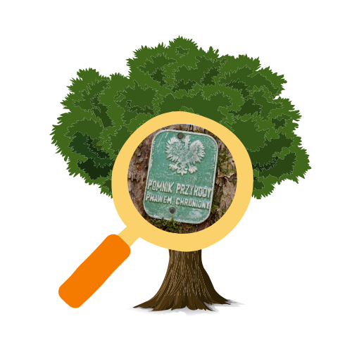 czy to jest pomnik przyrody, drzewo z lupą