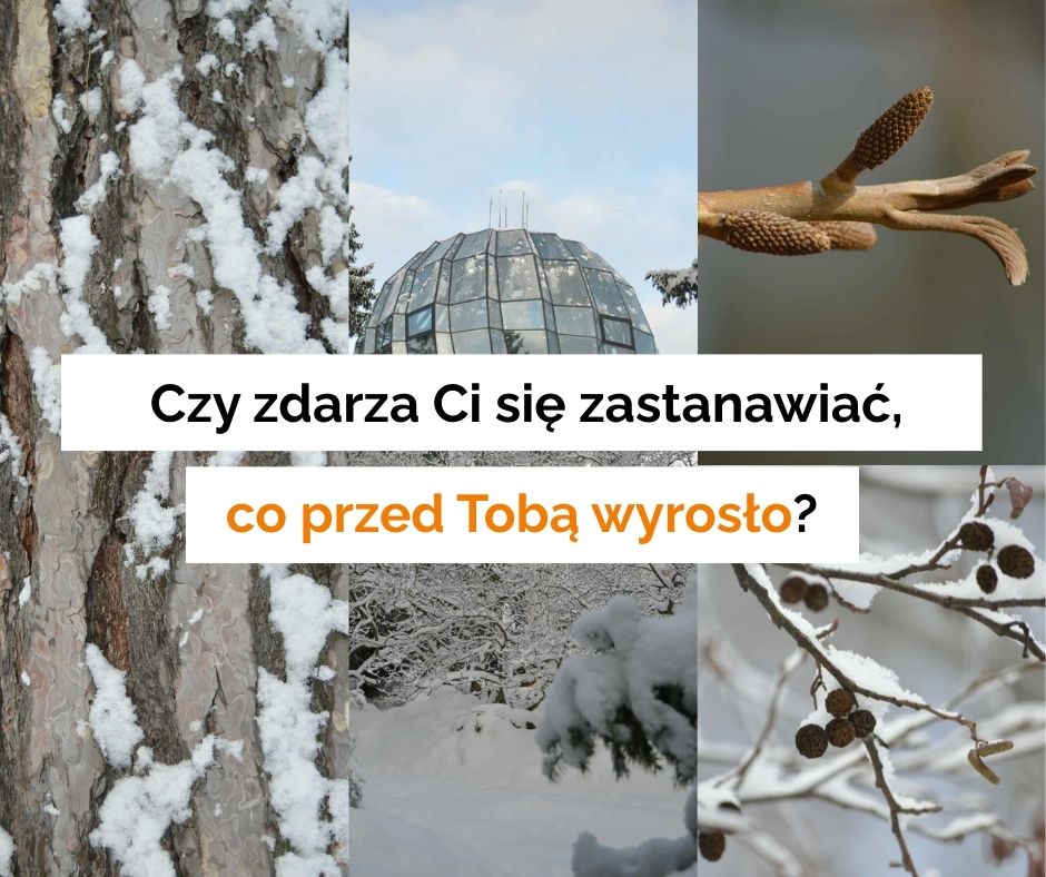 Warsztaty z rozpoznawania drzew zimą, zaproszenie, pytanie: czy zdarza Ci się zastanawiać co przed Tobą wyrosło?