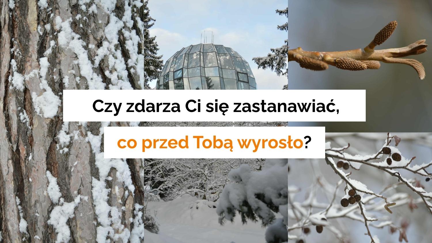 Warsztaty z rozpoznawania drzew zimą, zaproszenie, pytanie: czy zdarza Ci się zastanawiać co przed Tobą wyrosło?