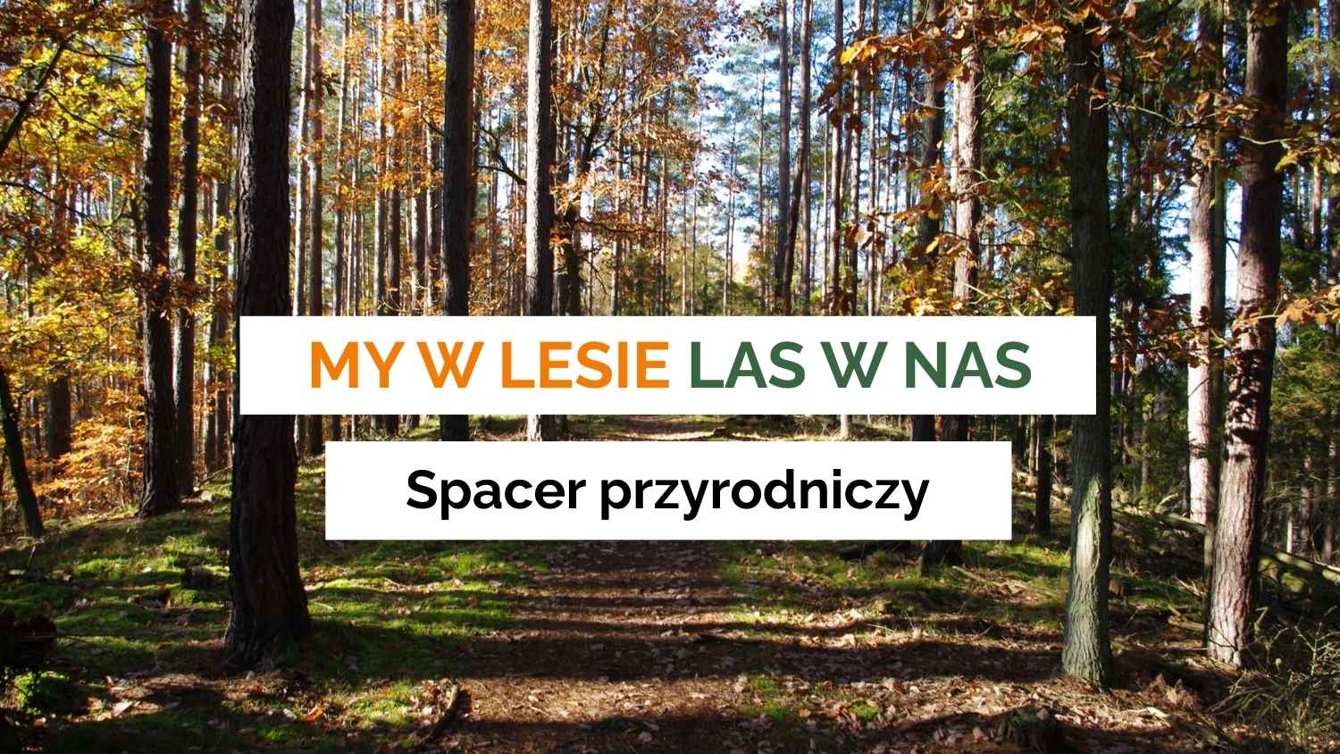 Zaproszenie na spacer pryrodniczy po Trójmiejskim Parku Krajobrazowym - My w lasie las w nas!