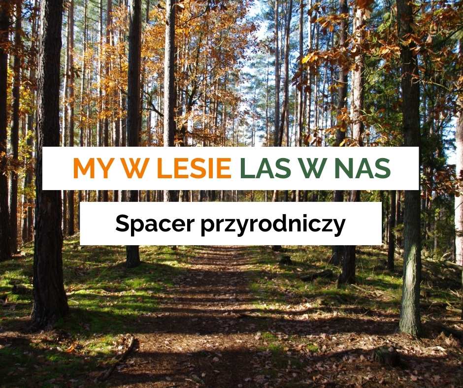 Zaproszenie na spacer pryrodniczy po Trójmiejskim Parku Krajobrazowym - My w lasie las w nas!