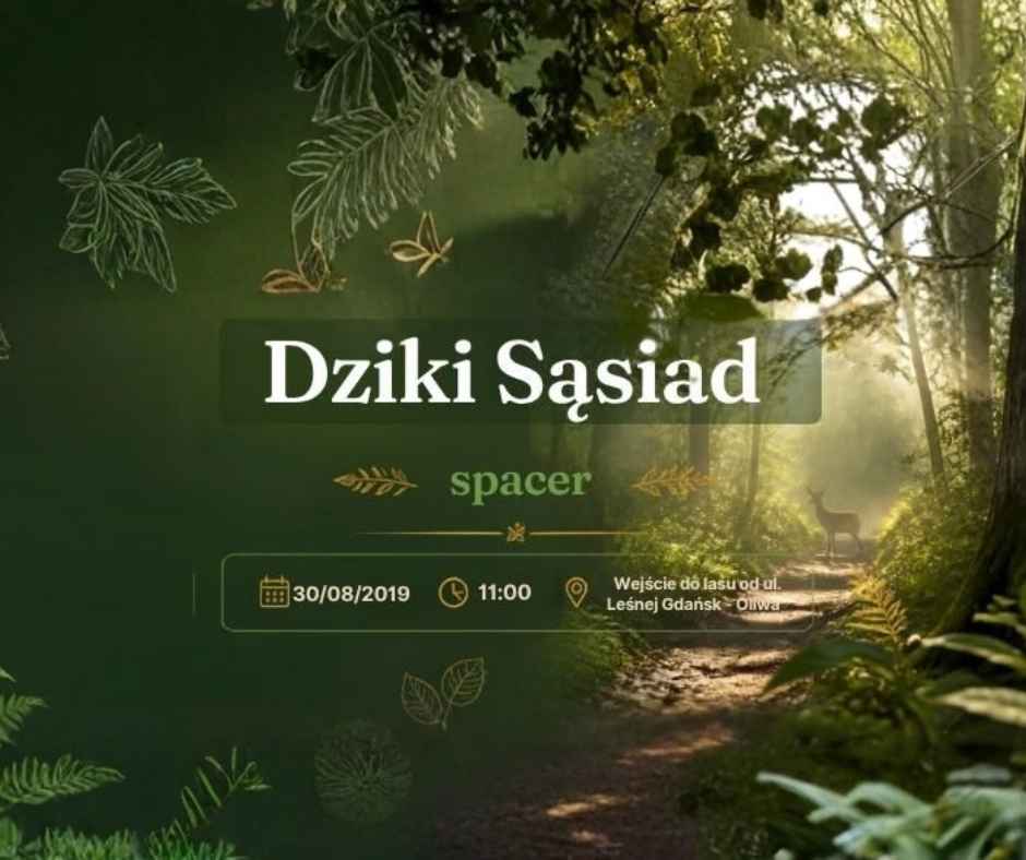 Dziki sąsiad - spacer, oliwa, 30.08.26, godzina 11:00
