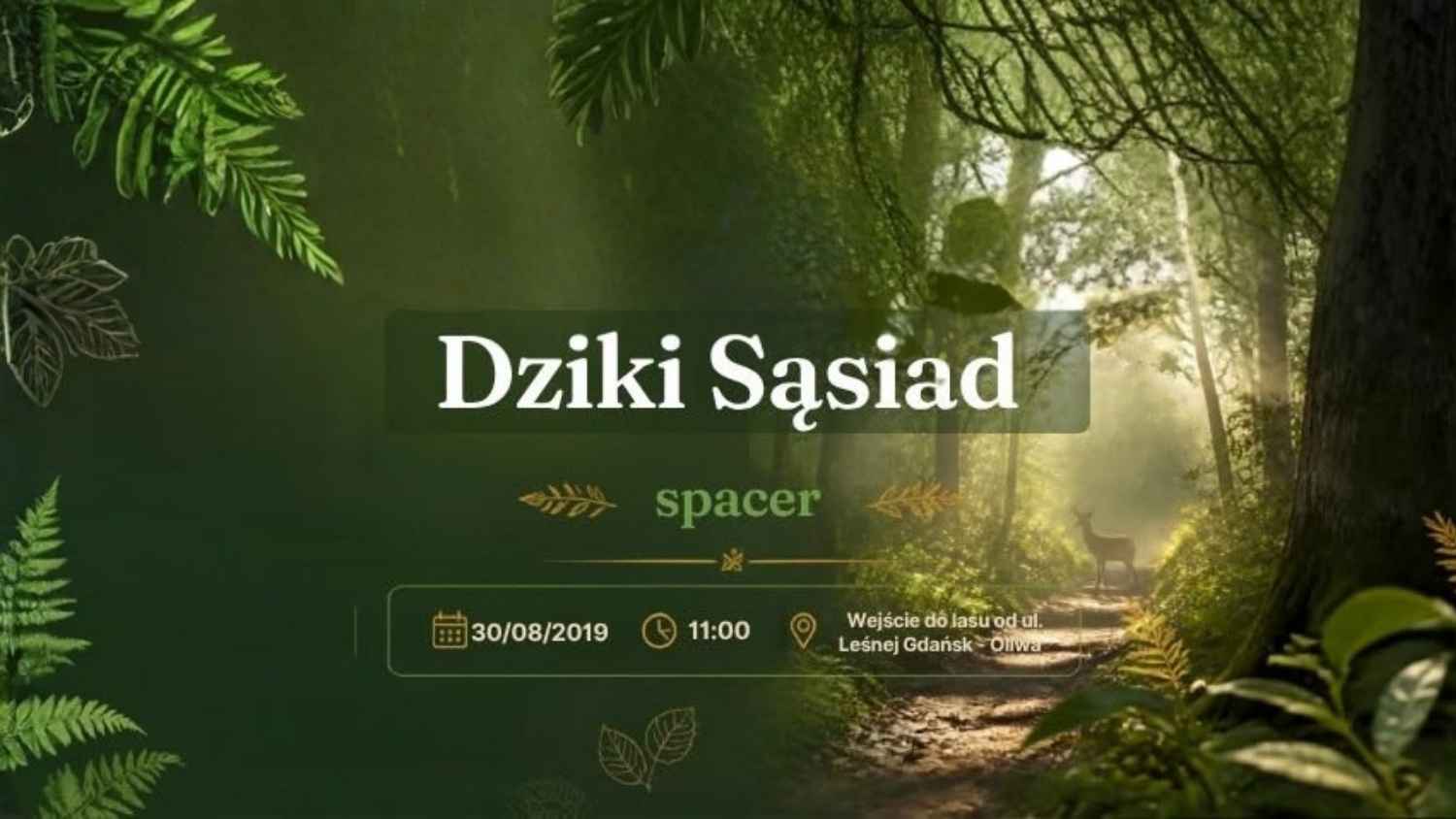 Dziki sąsiad - spacer, oliwa, 30.08.26, godzina 11:00